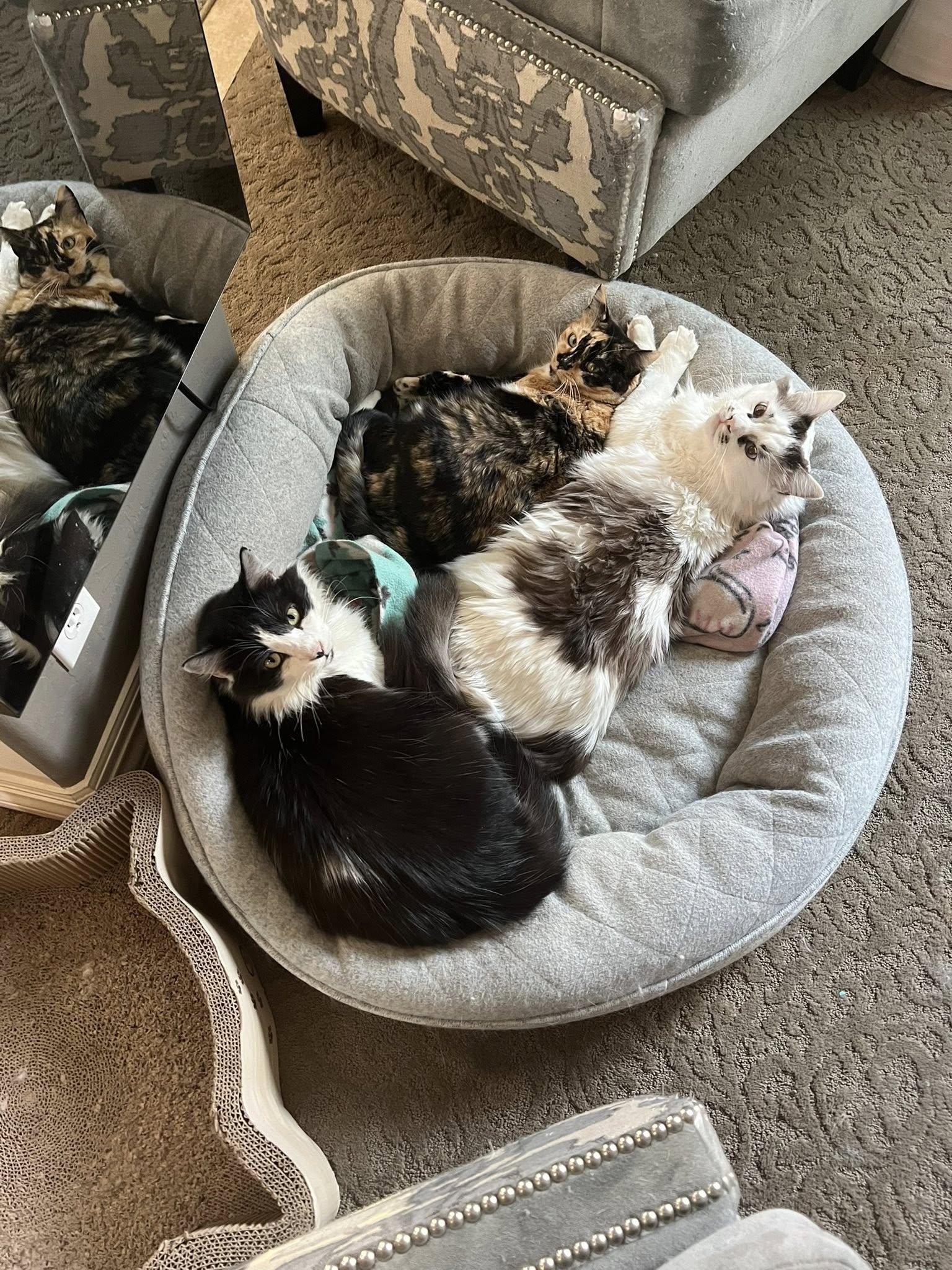 Pickles ***Community Courtesy Post***, a Adoptable Domestic Long Hair in Queen Creek, AZ image 5/5