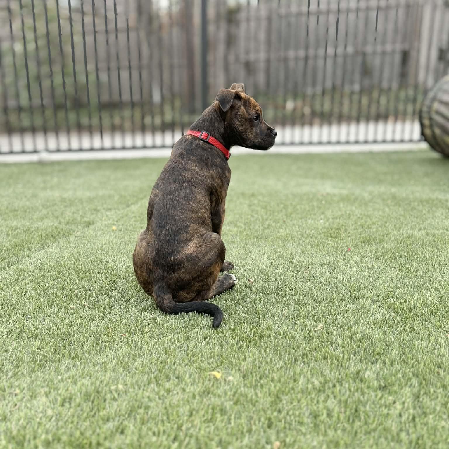 Enlarge Shirley , a ADOPTABLE mixed breed in Hatfield, PA image 6/6