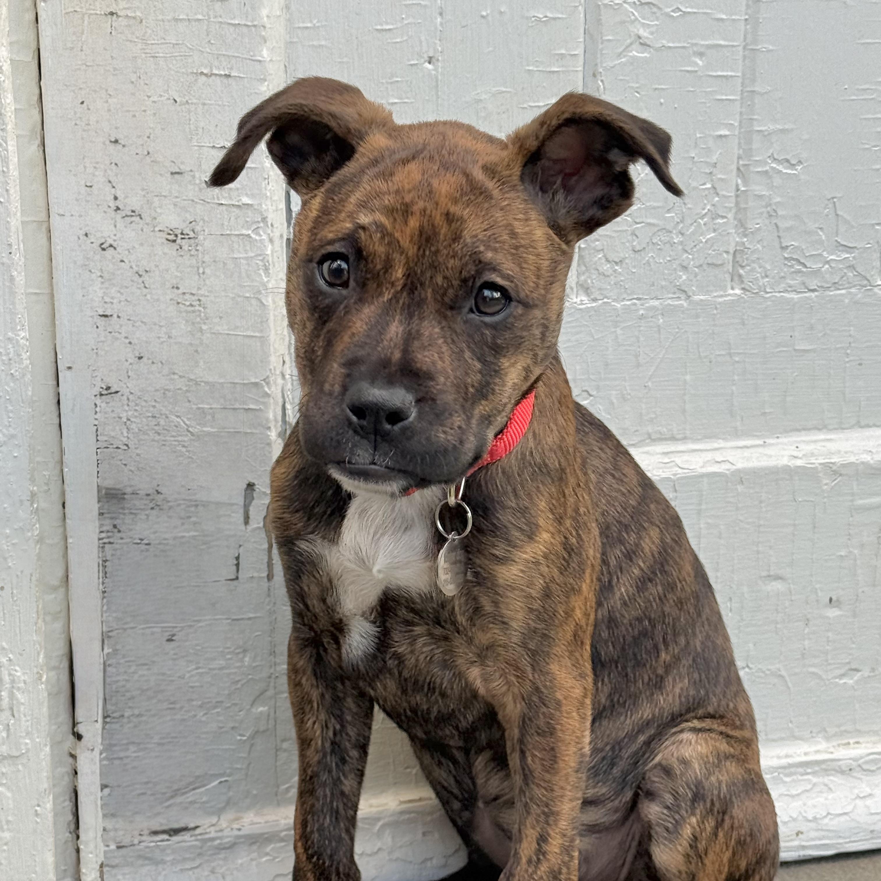Enlarge Shirley , a ADOPTABLE mixed breed in Hatfield, PA image 3/6
