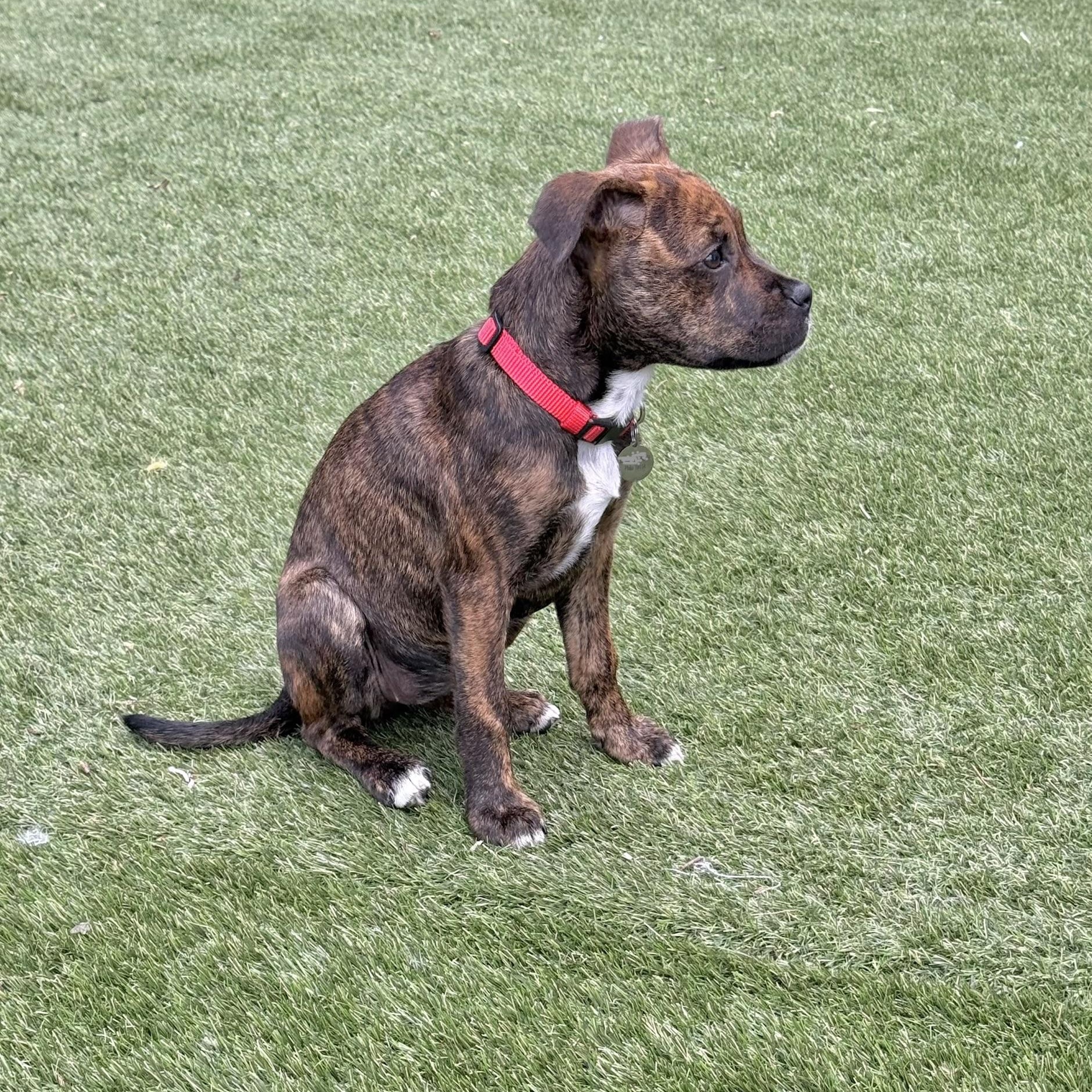 Enlarge Shirley , a ADOPTABLE mixed breed in Hatfield, PA image 2/6