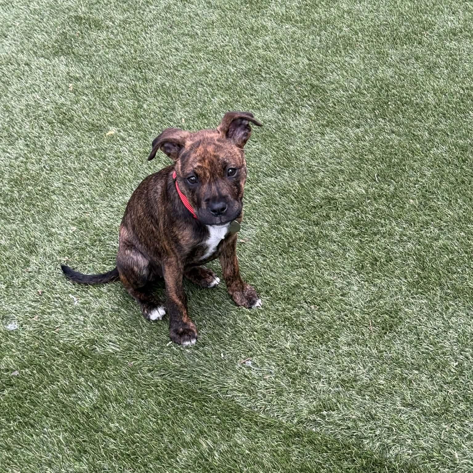 Enlarge Shirley , a ADOPTABLE mixed breed in Hatfield, PA image 5/6