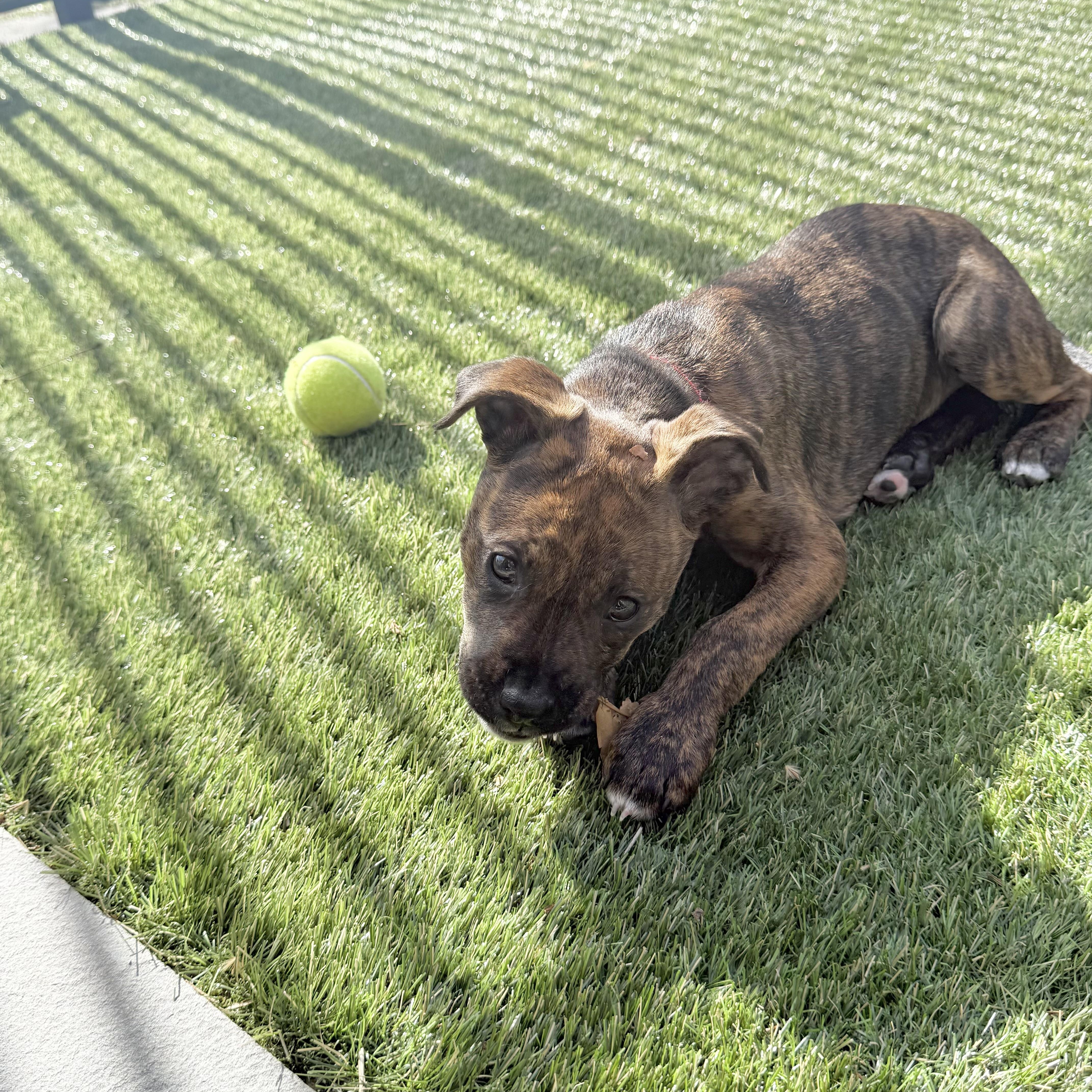 Enlarge Shirley , a ADOPTABLE mixed breed in Hatfield, PA image 4/6