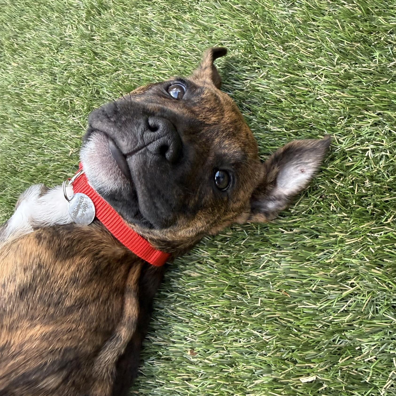 Shirley , ADOPTABLE, Puppy Female Plott Hound & Boxer.