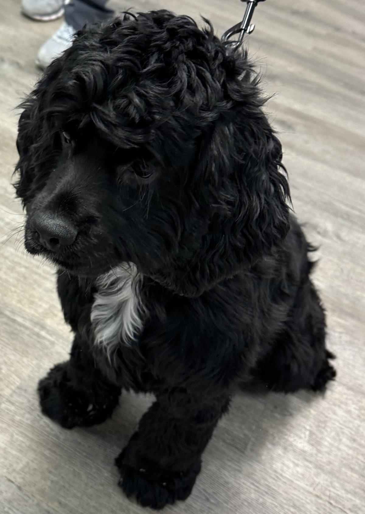 Enlarge Baxter, a Adoptable English Cocker Spaniel in Westminster, MD image 1/3