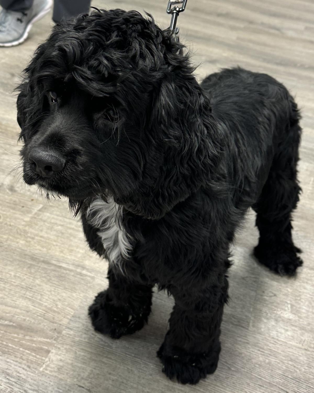 Enlarge Baxter, a Adoptable English Cocker Spaniel in Westminster, MD image 2/3