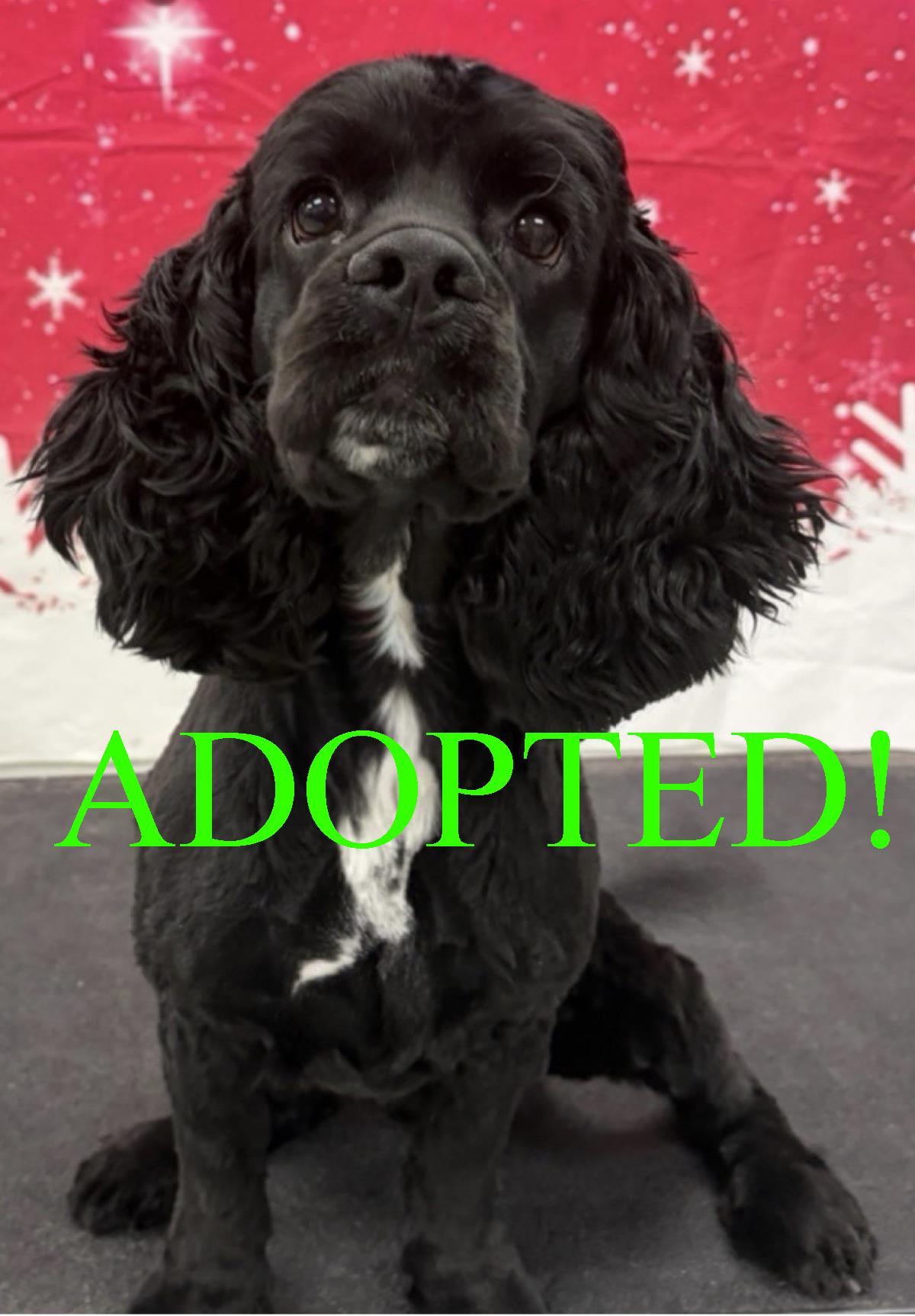 Enlarge Baxter, a Adoptable English Cocker Spaniel in Westminster, MD image 3/3