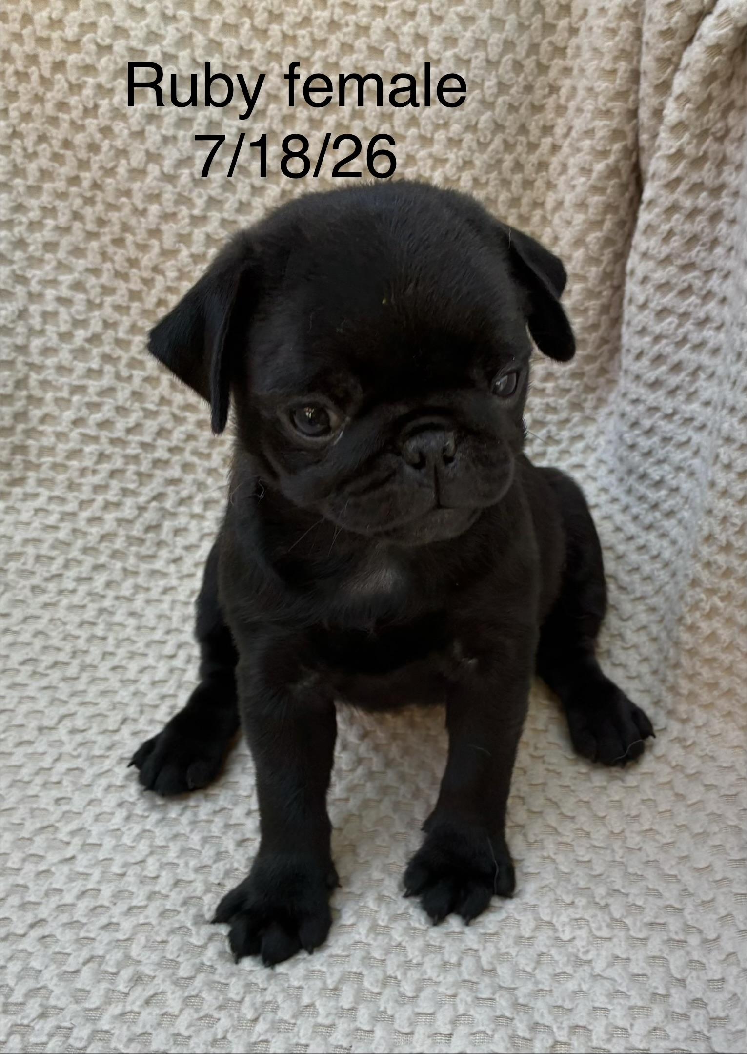 Enlarge Ruby, a Adopted Pug in Pottstown, PA image 1/2