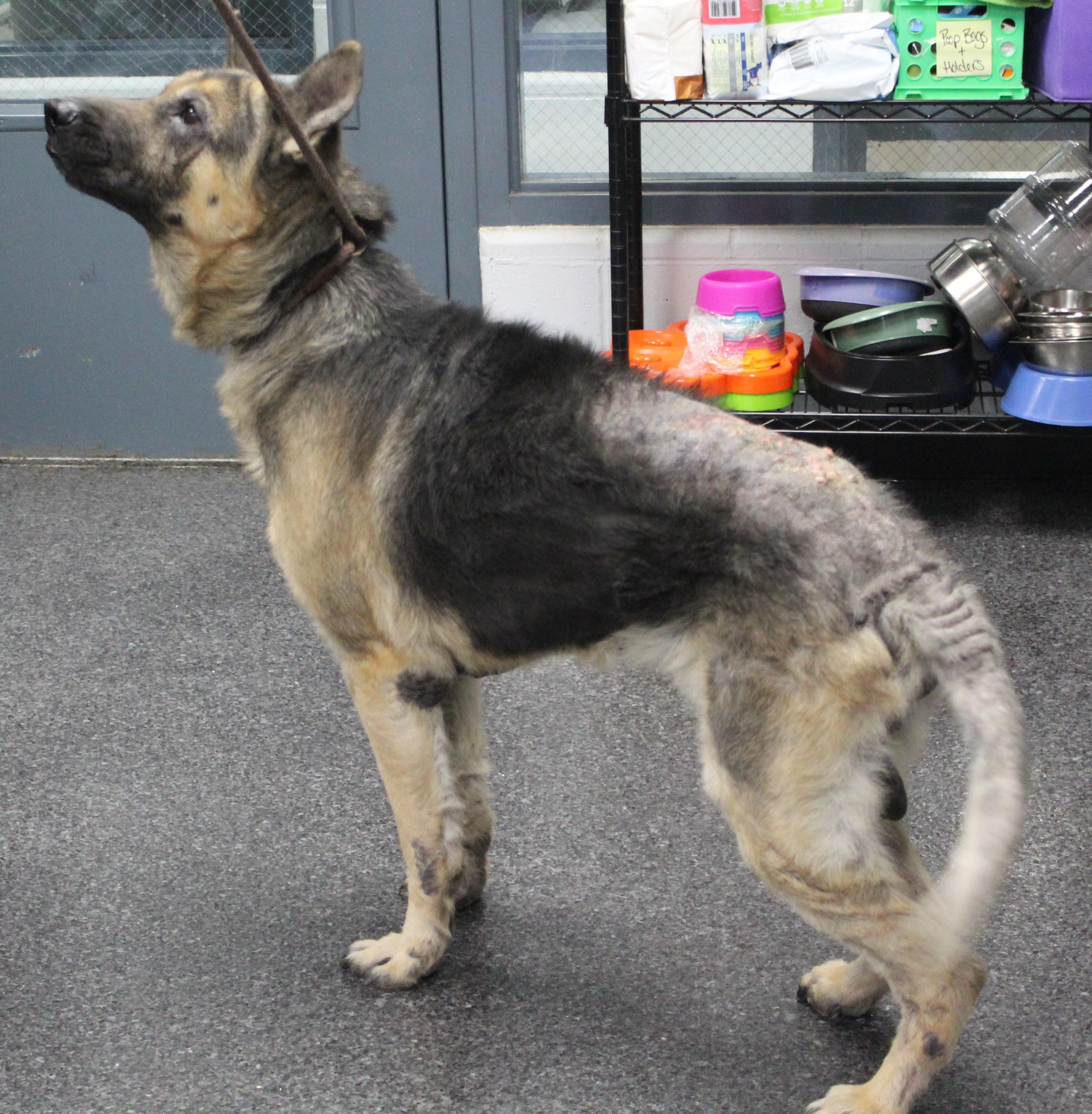 Victor (10008), ADOPTABLE, Senior Male German Shepherd Dog.