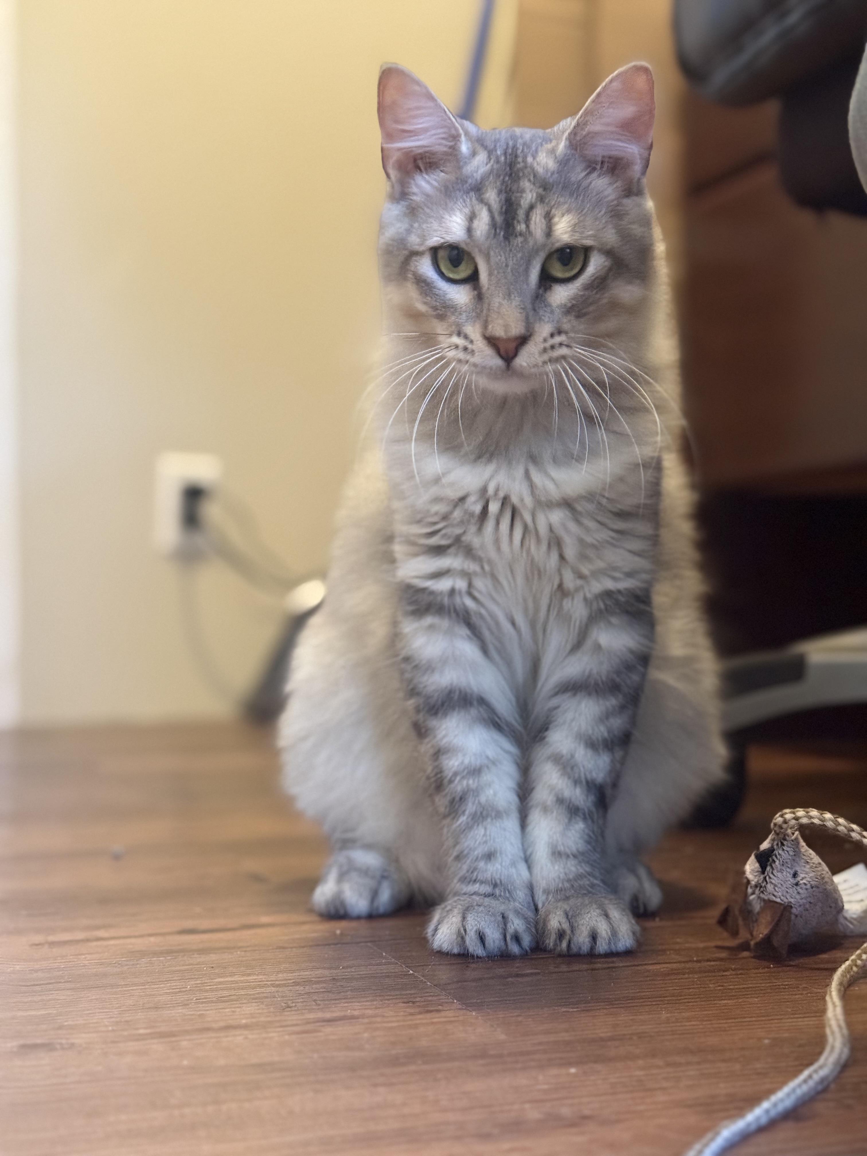 Enlarge Versace, a ADOPTABLE Domestic Medium Hair in Magnolia, TX image 2/2