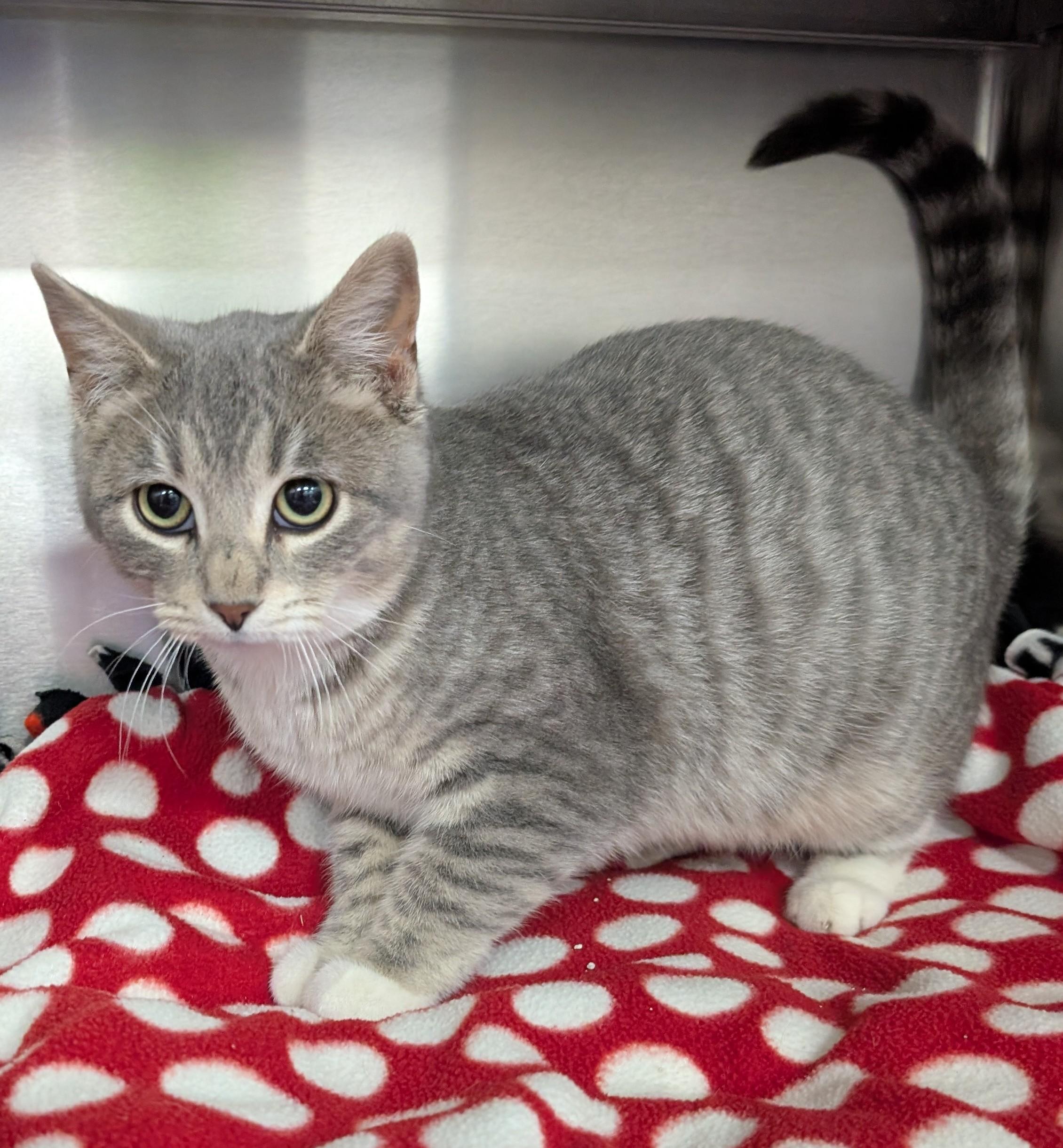 Enlarge Steve, a ADOPTABLE Domestic Short Hair in New Ulm, MN image 1/1