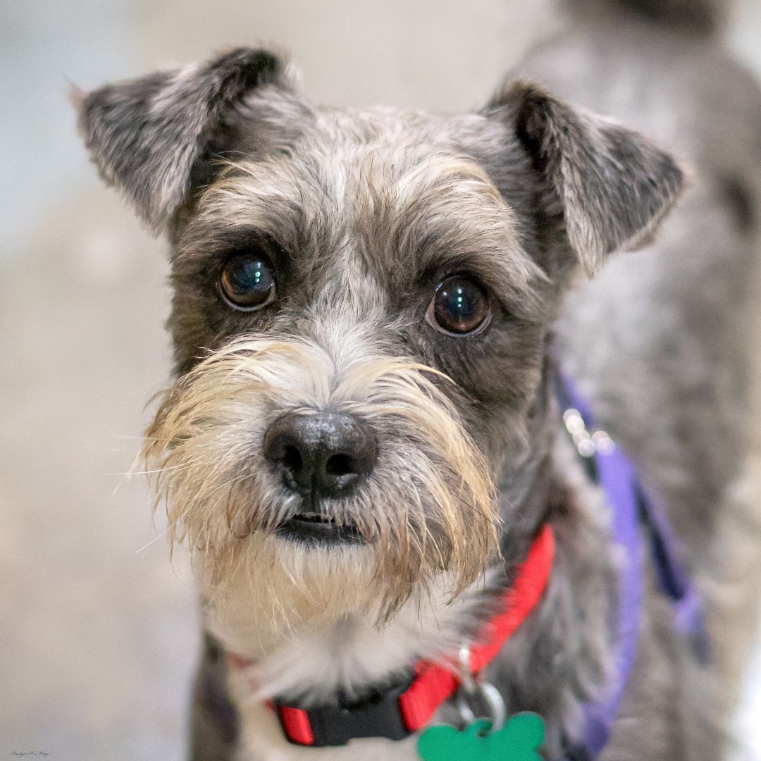 Enlarge Rocket, a Adoptable mixed breed in Baton Rouge, LA image 9/11