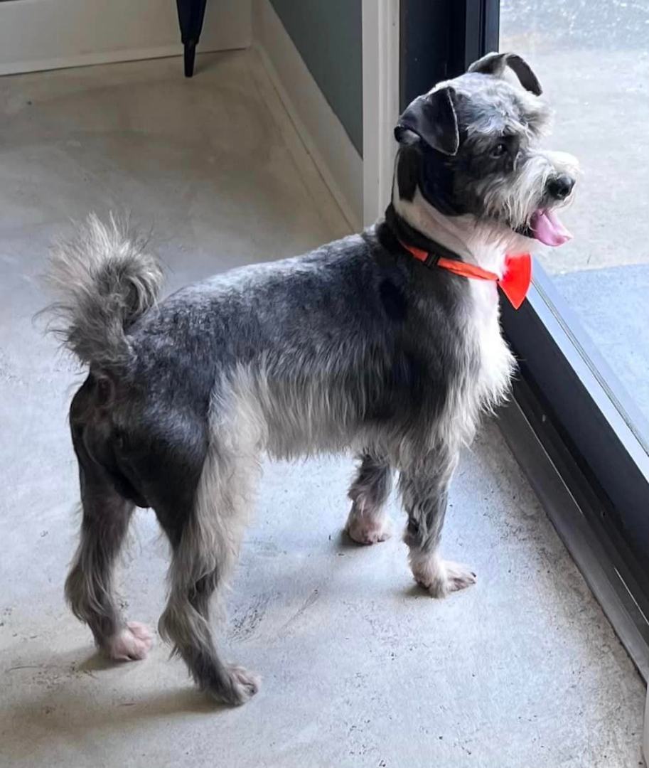 Enlarge Rocket, a Adoptable mixed breed in Baton Rouge, LA image 11/11