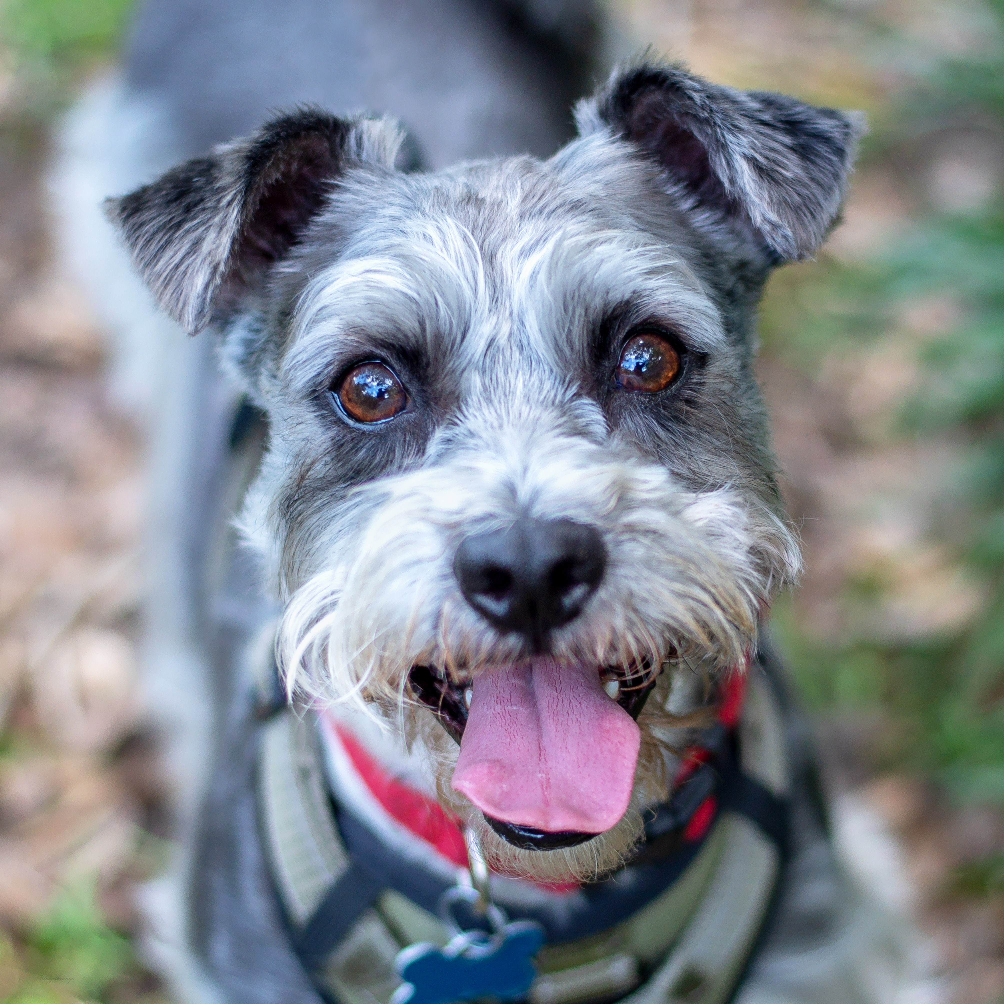 Rocket, Adoptable, Young Male Schnauzer.