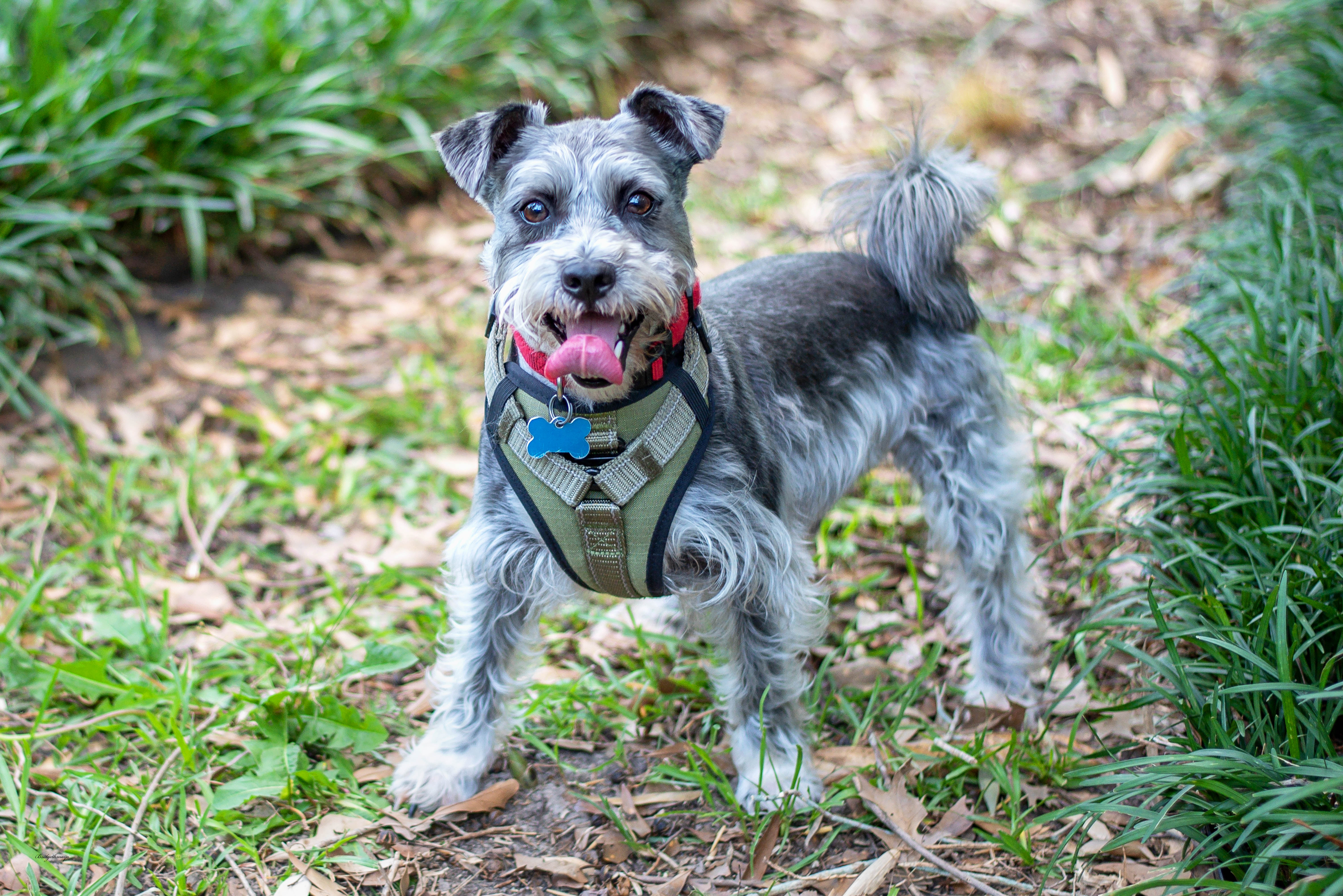 Enlarge Rocket, a Adoptable mixed breed in Baton Rouge, LA image 8/11