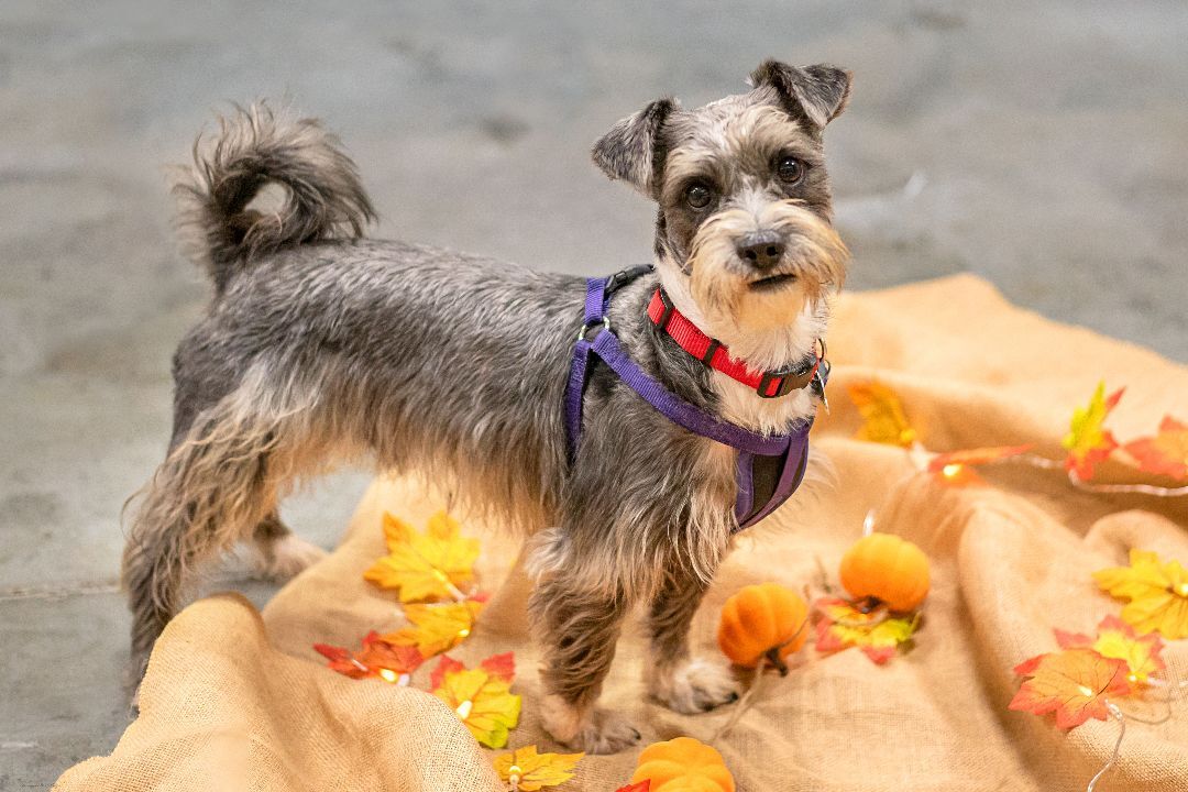 Enlarge Rocket, a Adoptable mixed breed in Baton Rouge, LA image 10/11