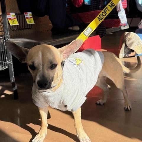 Enlarge Duke, a Adoptable mixed breed in Lowell, IN image 1/6