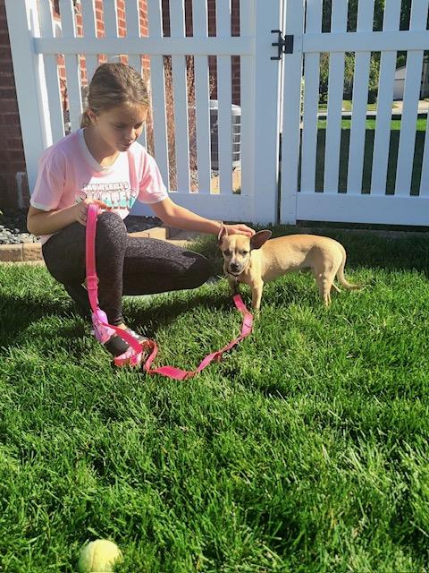 Enlarge Duke, a Adoptable mixed breed in Lowell, IN image 5/6