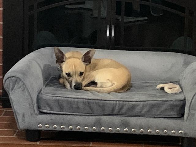 Enlarge Duke, a Adoptable mixed breed in Lowell, IN image 2/6