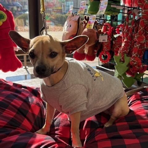 Enlarge Duke, a Adoptable mixed breed in Lowell, IN image 3/6