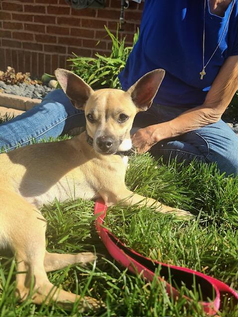 Duke, Adoptable, Adult Male Chihuahua & Dachshund.