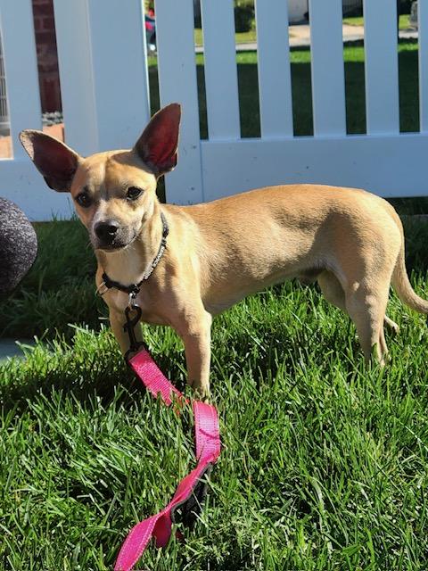 Enlarge Duke, a Adoptable mixed breed in Lowell, IN image 6/6