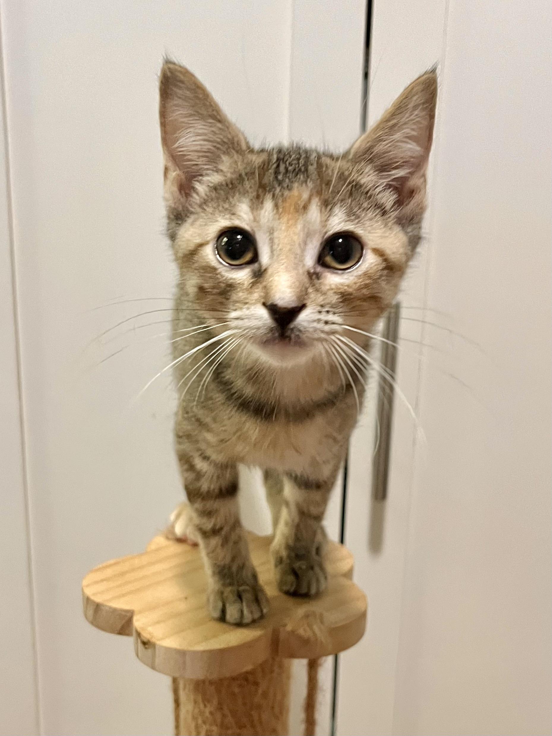 Enlarge Collette, a Adopted Domestic Short Hair in Mount Juliet, TN image 5/6