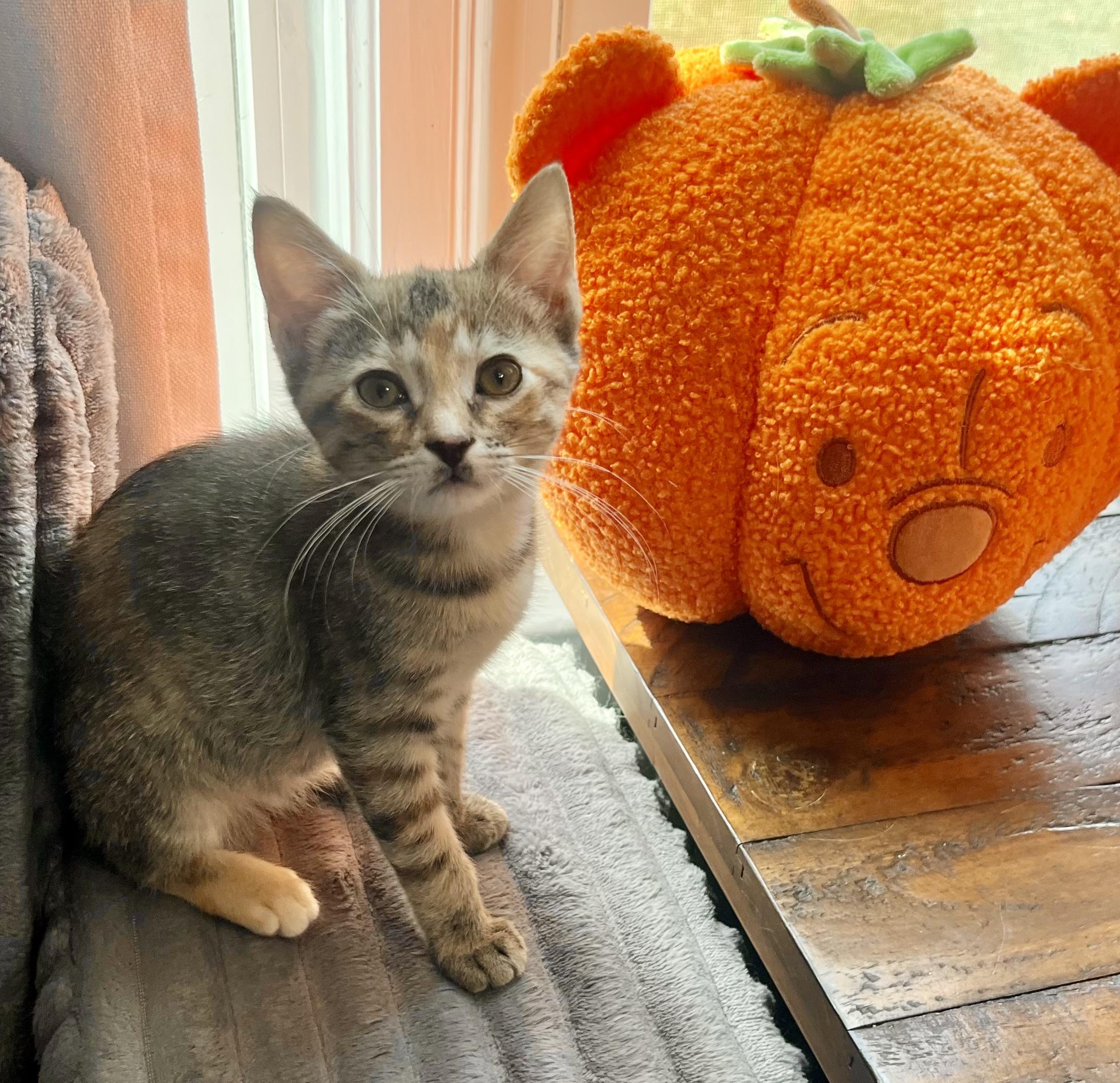 Collette, Adopted, Kitten Female Domestic Short Hair.