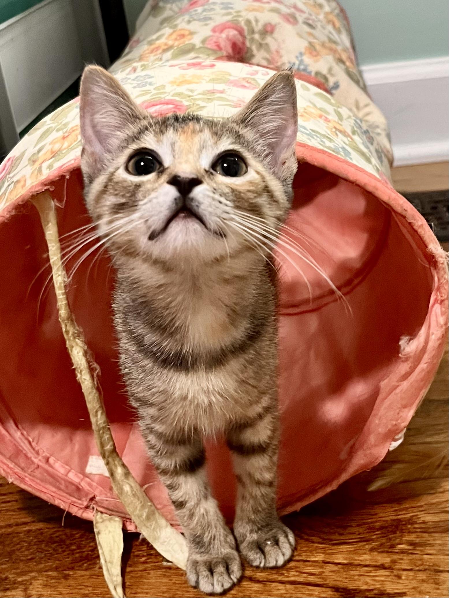 Enlarge Collette, a Adopted Domestic Short Hair in Mount Juliet, TN image 2/6