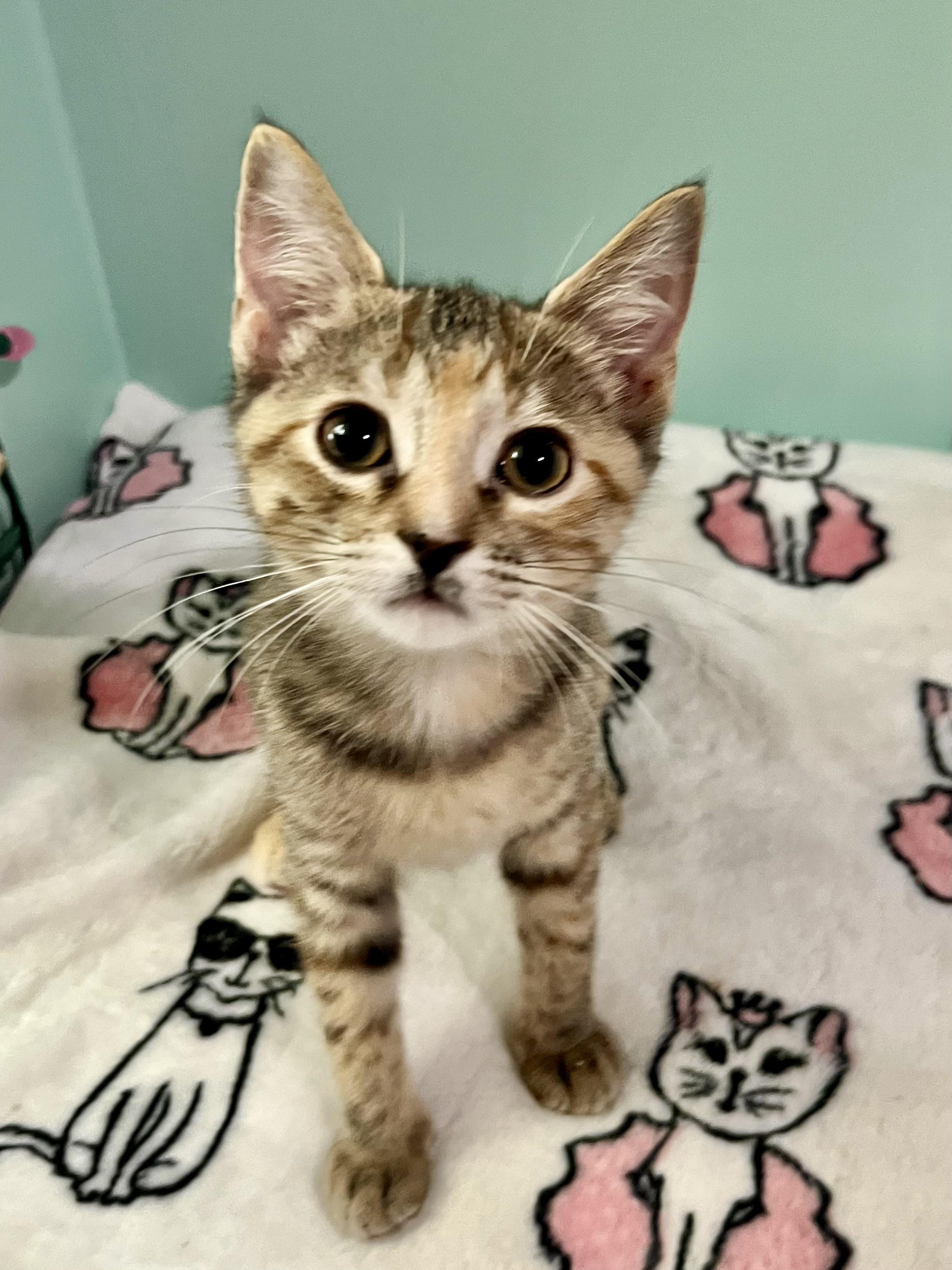 Enlarge Collette, a Adopted Domestic Short Hair in Mount Juliet, TN image 3/6
