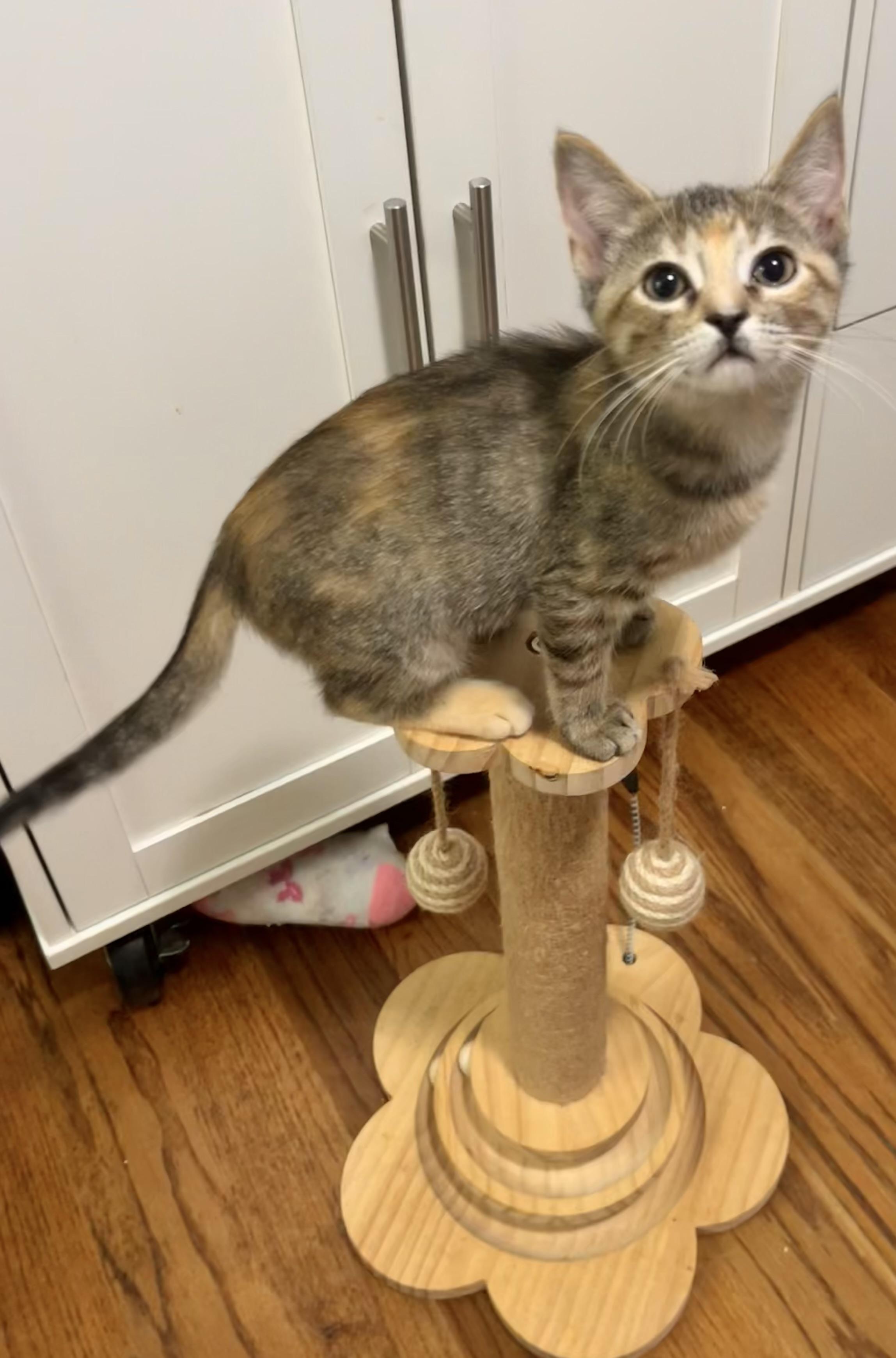 Enlarge Collette, a Adopted Domestic Short Hair in Mount Juliet, TN image 4/6