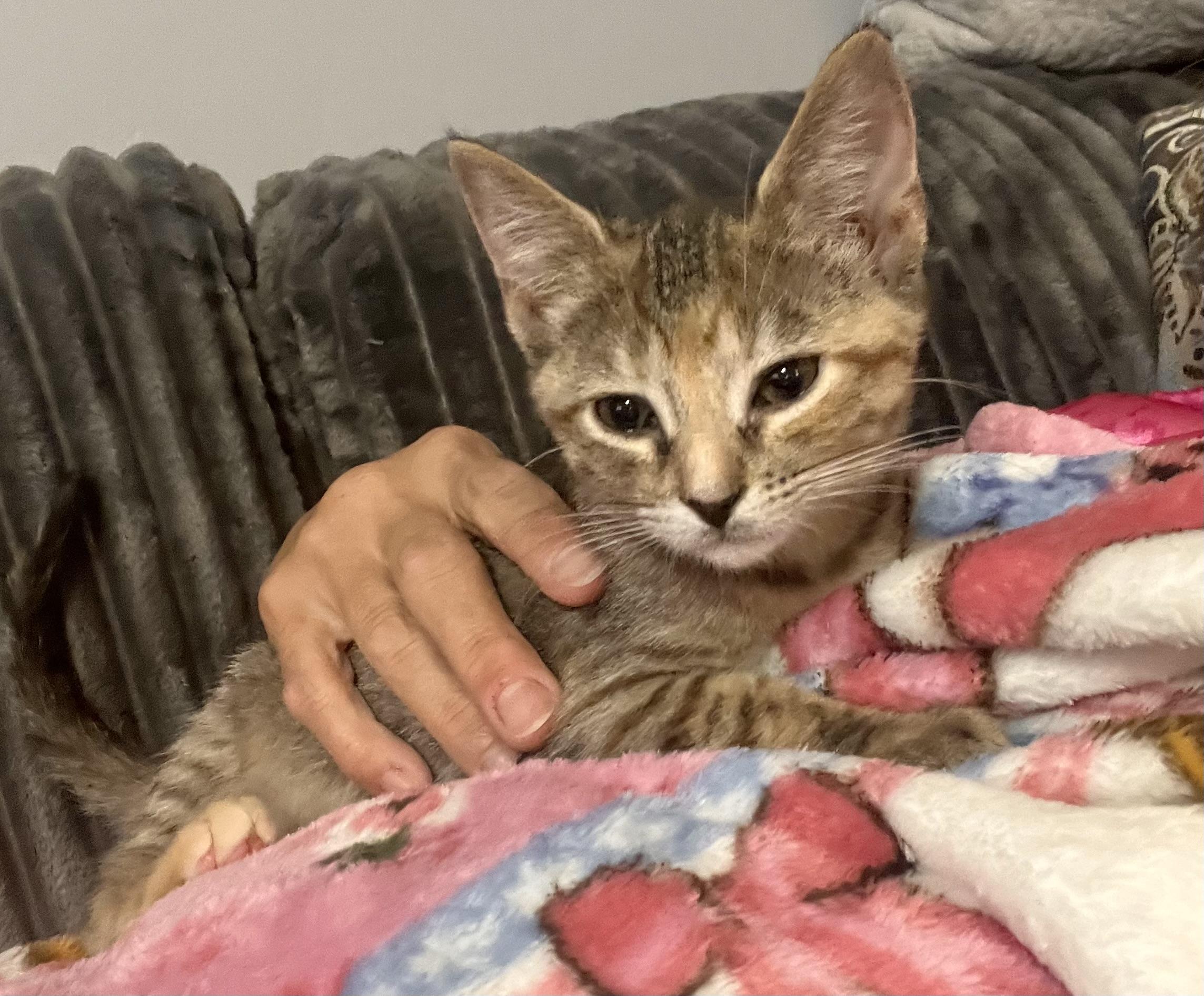 Enlarge Collette, a Adopted Domestic Short Hair in Mount Juliet, TN image 6/6