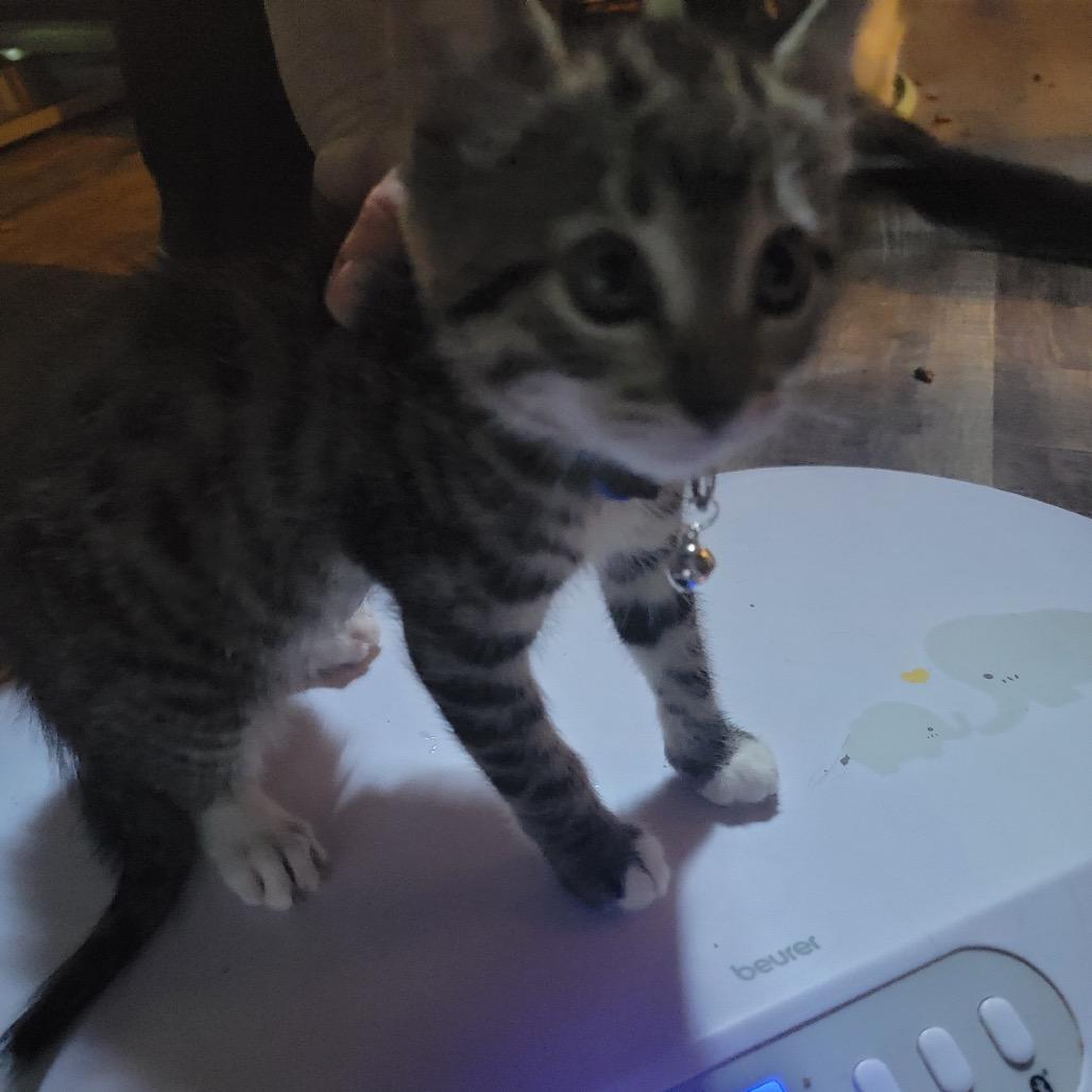 Enlarge Frankie, a Adoptable Domestic Short Hair in Veneta, OR image 1/1