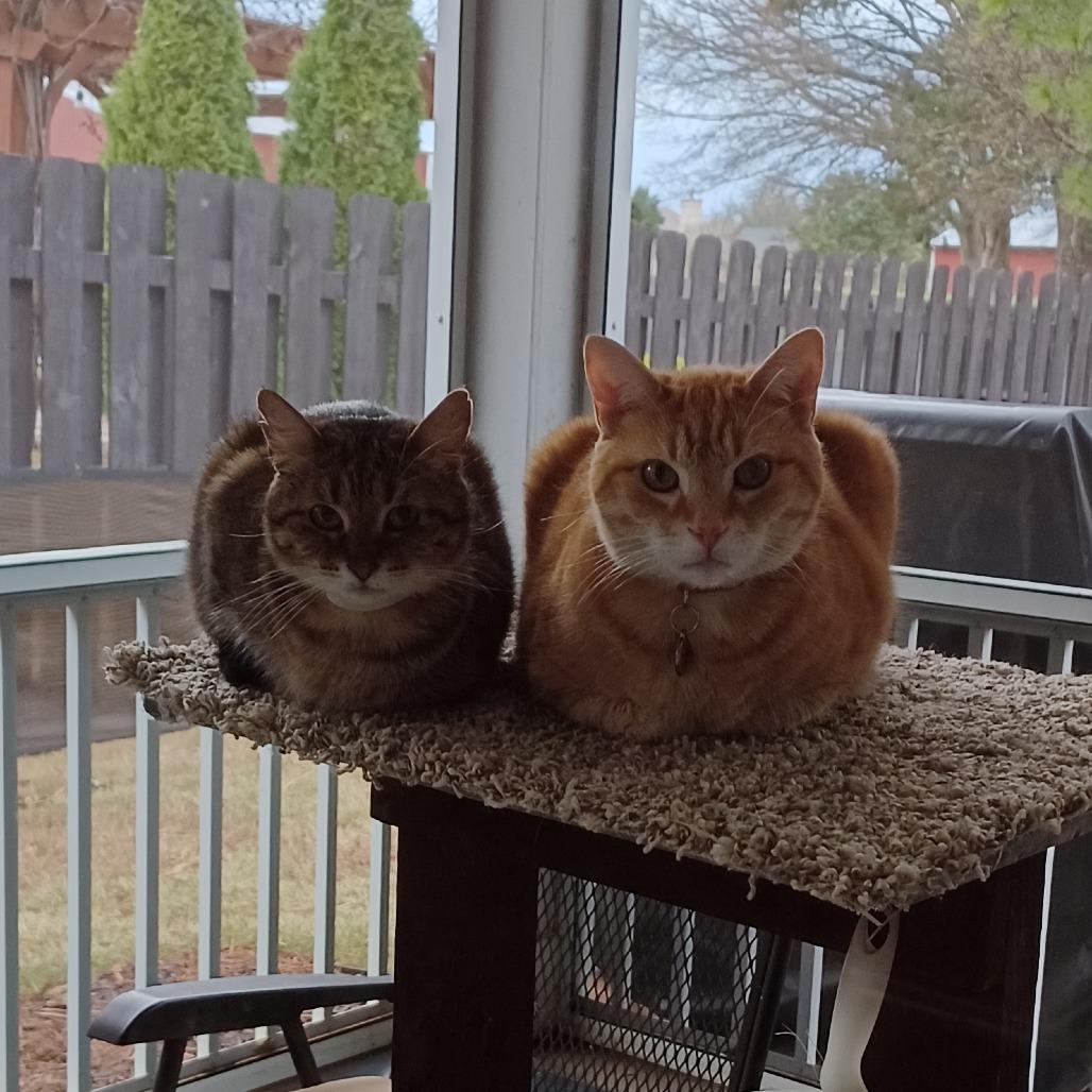 Enlarge Tulip, a Adoptable American Shorthair in Huntsville, AL image 2/5