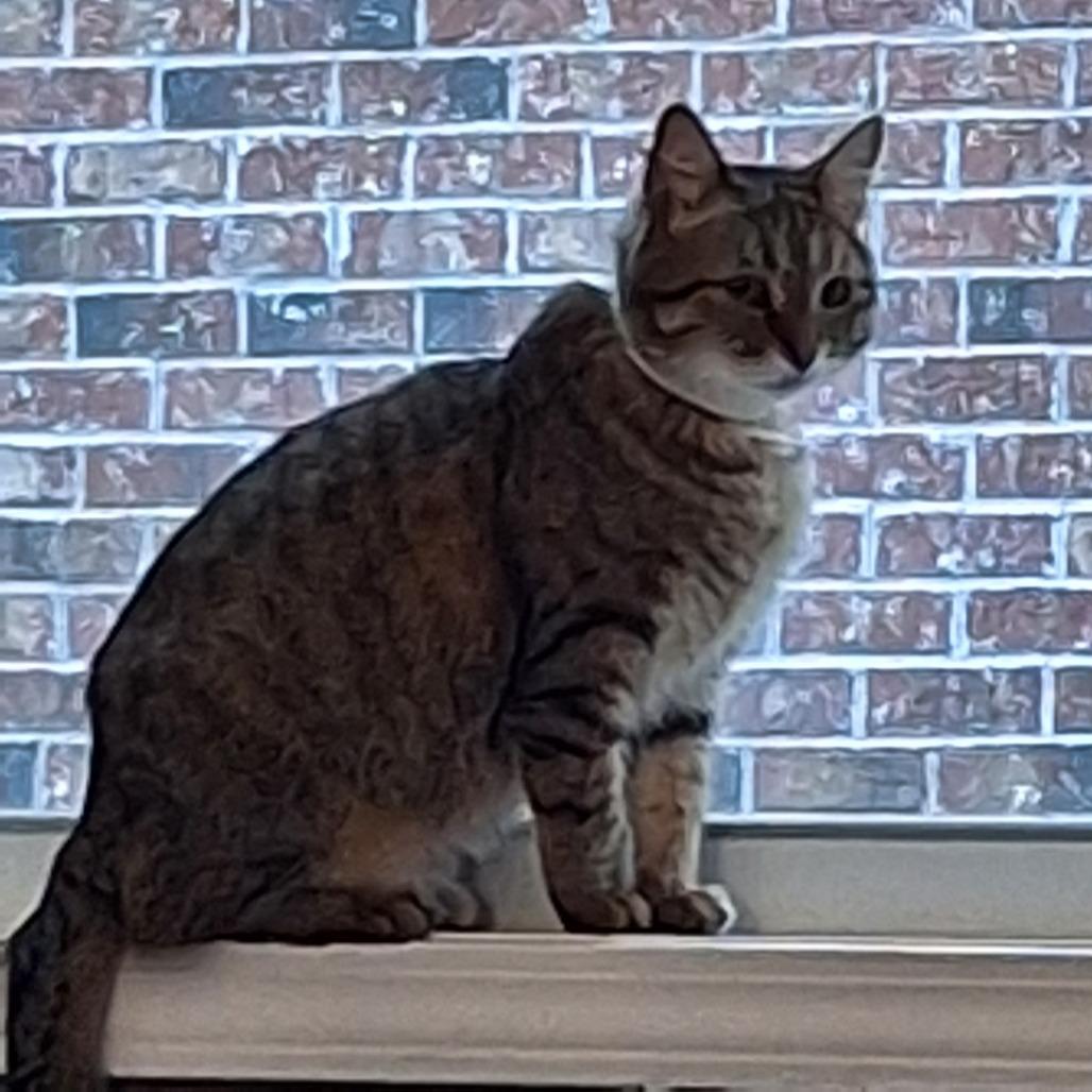 Enlarge Tulip, a Adoptable American Shorthair in Huntsville, AL image 3/5