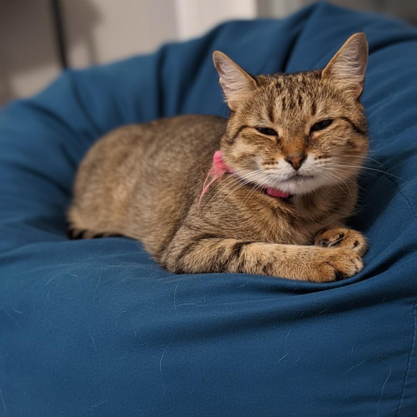 Enlarge Tulip, a Adoptable American Shorthair in Huntsville, AL image 2/4