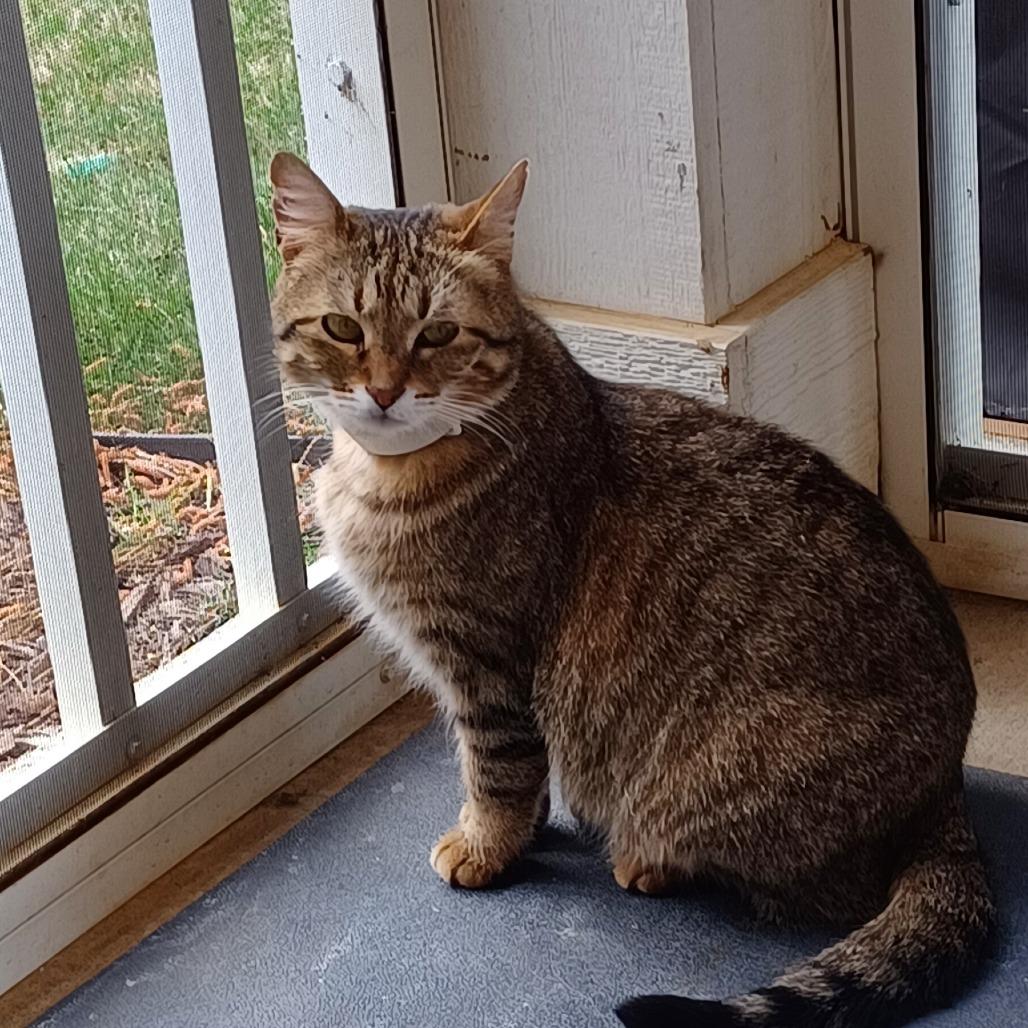 Enlarge Tulip, a Adoptable American Shorthair in Huntsville, AL image 4/5