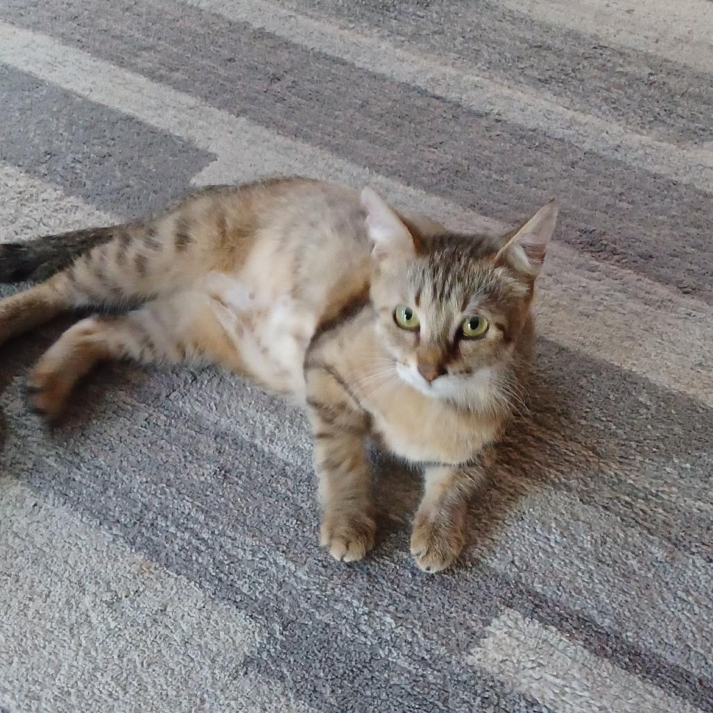 Enlarge Tulip, a Adoptable American Shorthair in Huntsville, AL image 4/4