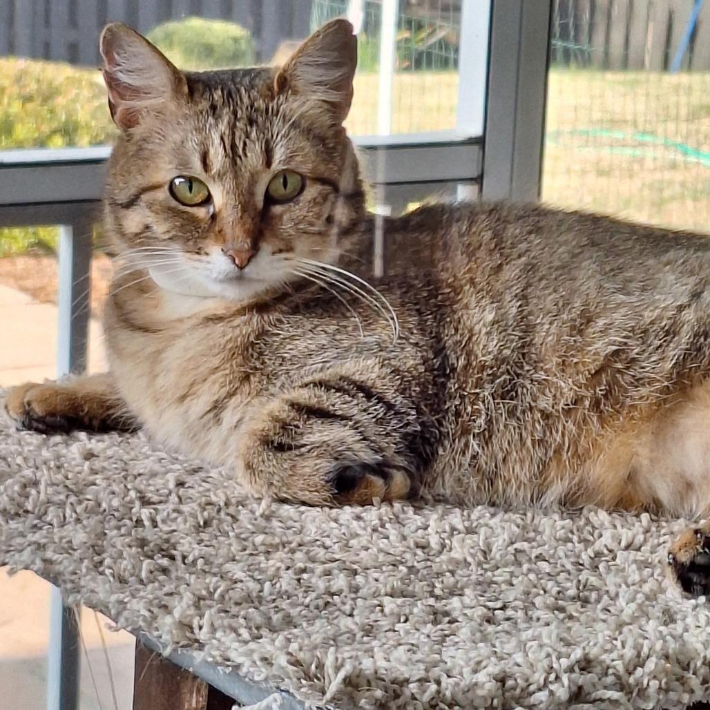 Enlarge Tulip, a Adoptable American Shorthair in Huntsville, AL image 5/5