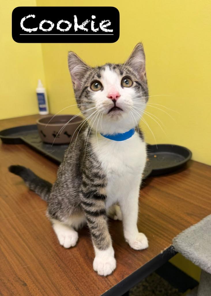 Cookie, Adoptable, Kitten Male Domestic Short Hair.