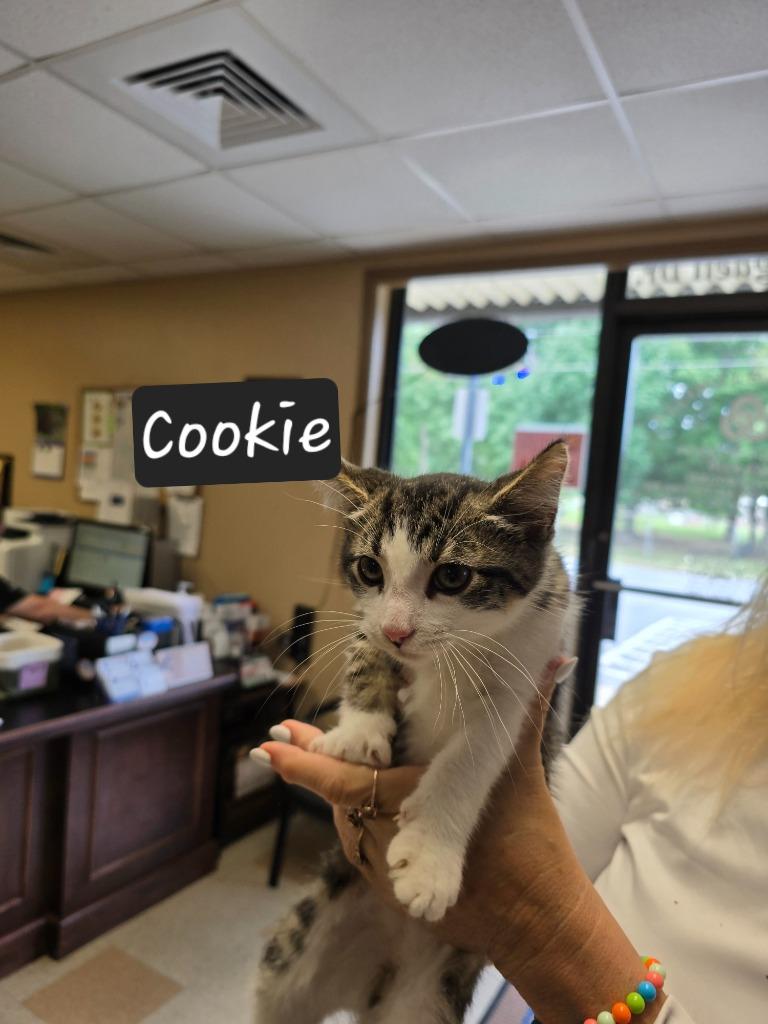Enlarge Cookie, a Adoptable mixed breed in Maumelle, AR image 2/2