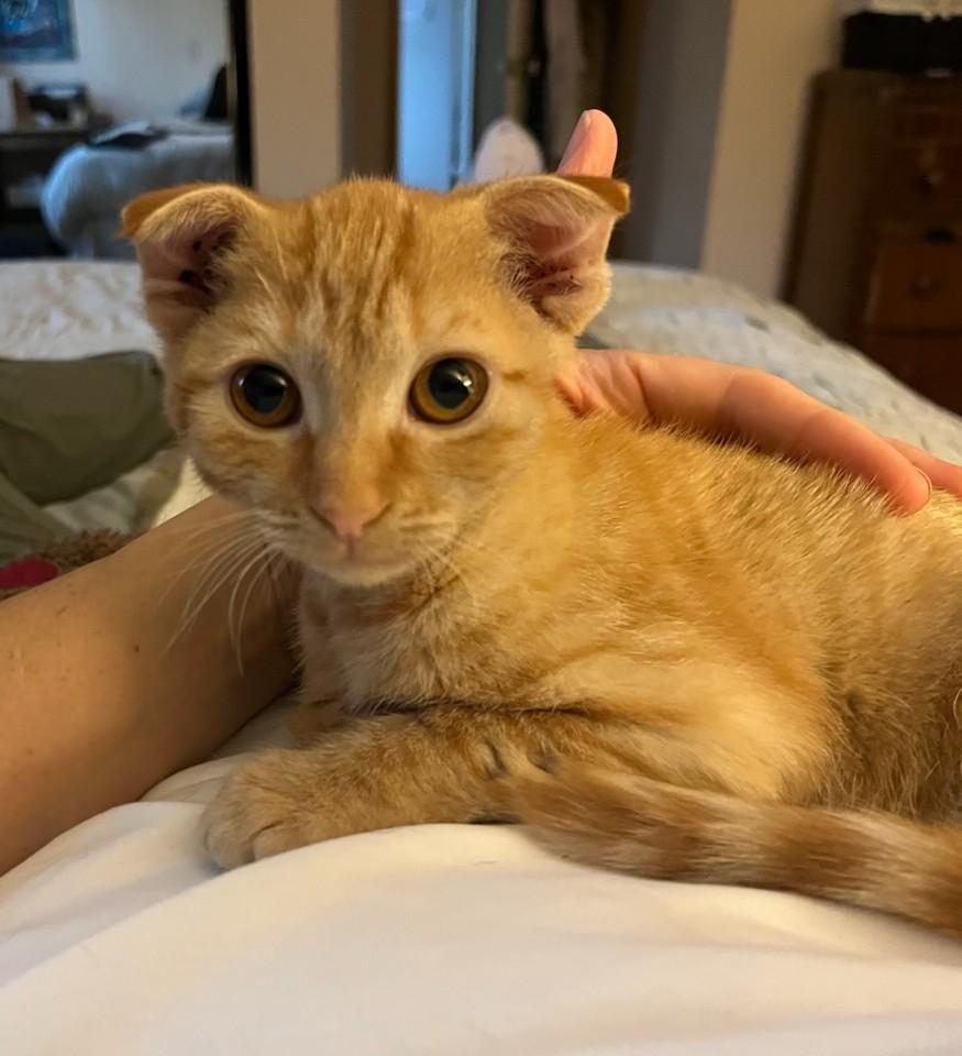 Enlarge Saffron, a Adoptable Domestic Short Hair in wetaskiwin, AB image 2/2