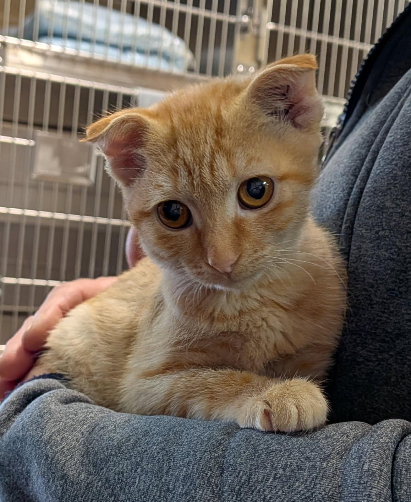 Saffron, Adoptable, Young Female Domestic Short Hair.