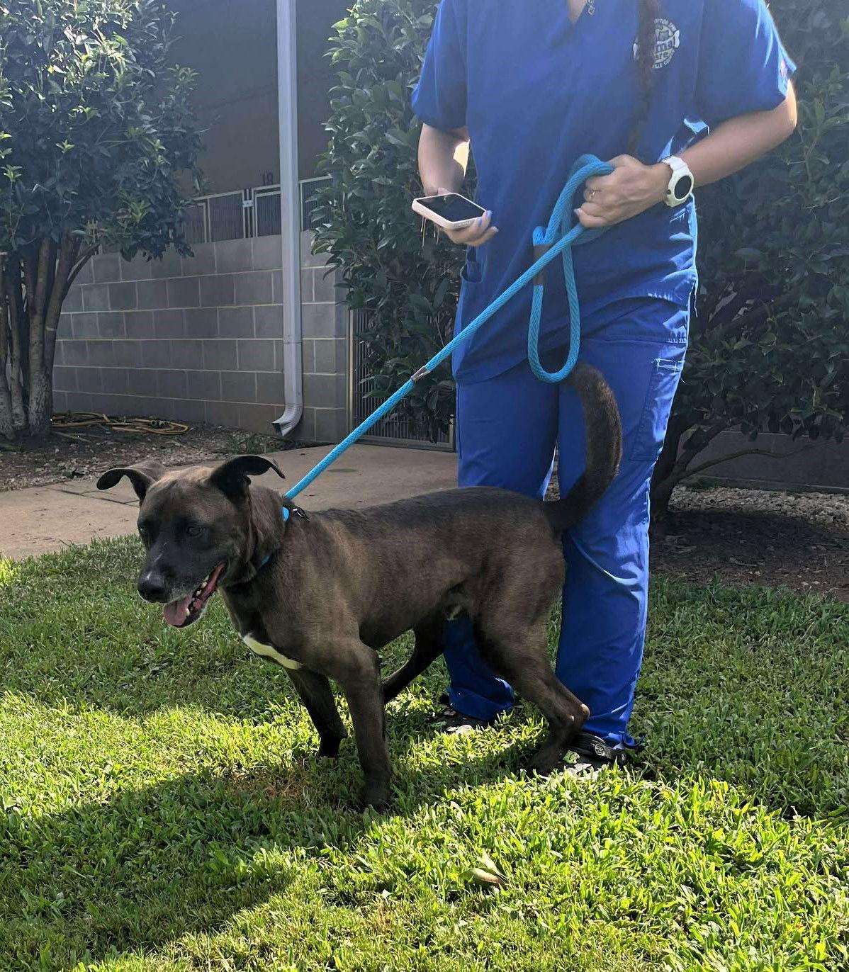 Nick, Adoptable, Adult Male Mixed Breed.