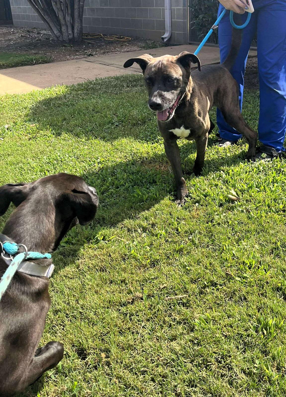 Enlarge Nick, a Adoptable Mixed Breed in Shelburne, VT image 3/3