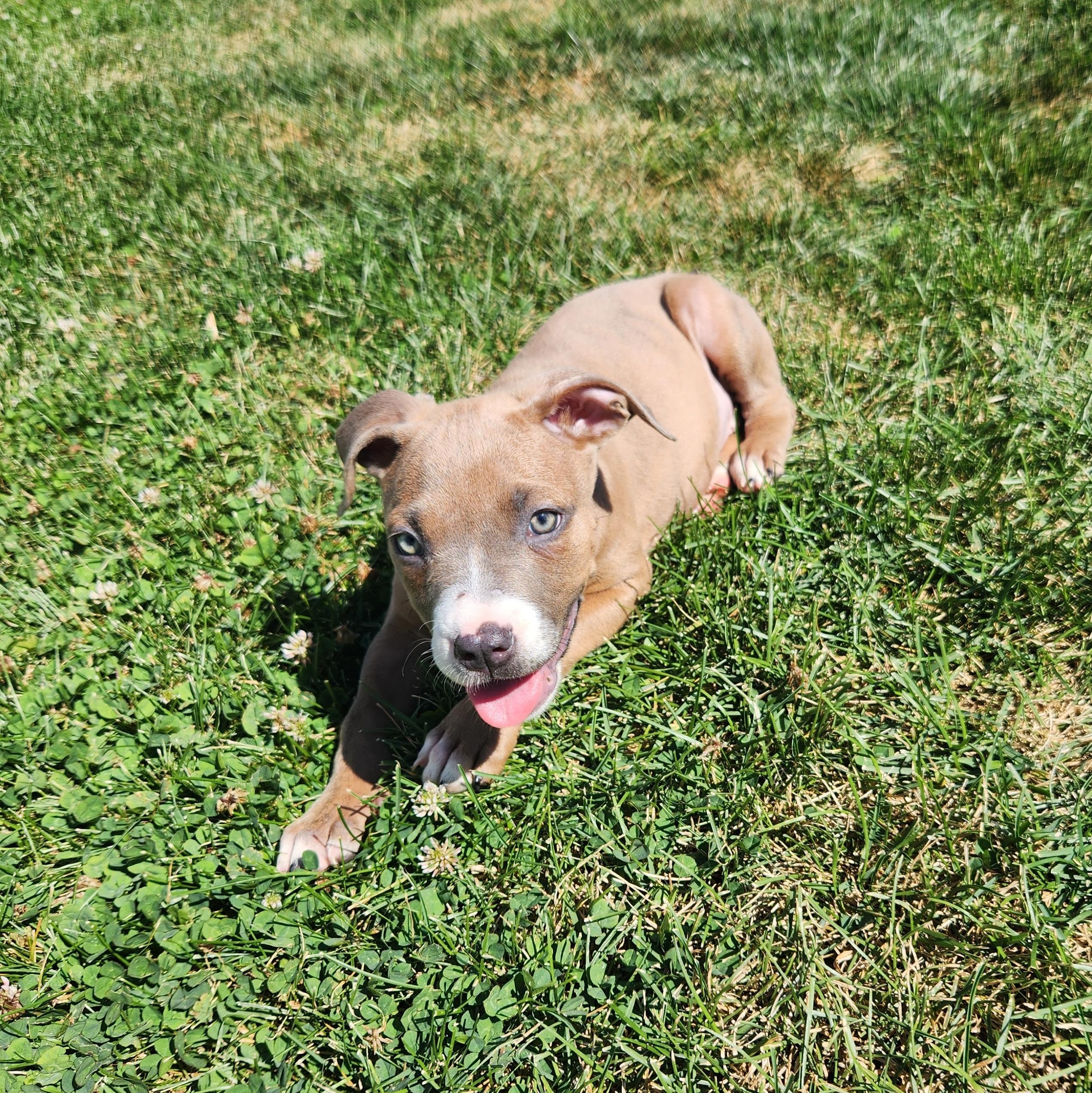 Skye