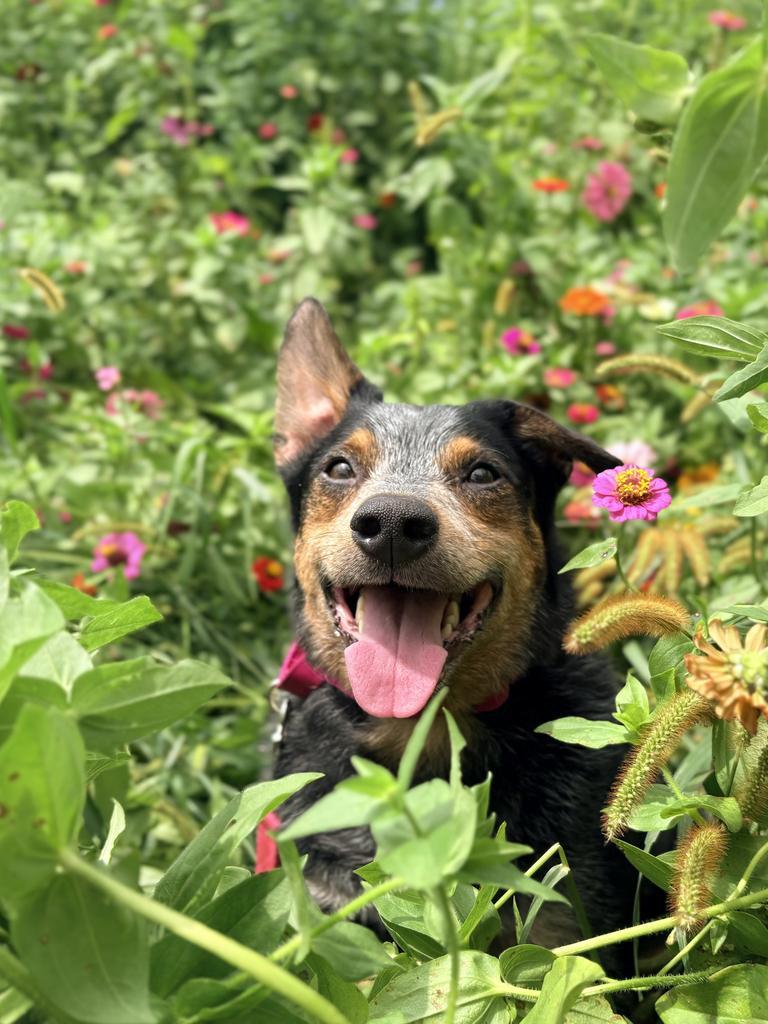 Enlarge WILLOWBEE, a Adoptable Terrier in Wintersville, OH image 1/6