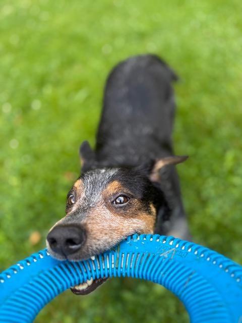 Enlarge WILLOWBEE, a Adoptable Terrier in Wintersville, OH image 2/6