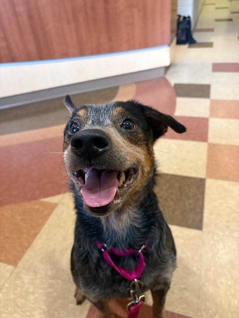 Enlarge WILLOWBEE, a Adoptable Terrier in Wintersville, OH image 3/6
