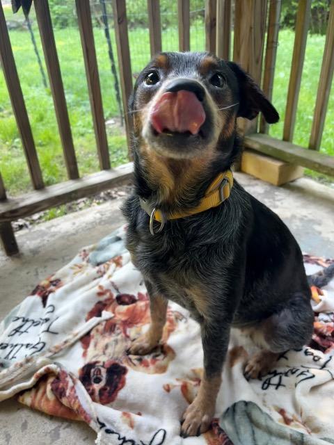 Enlarge WILLOWBEE, a Adoptable Terrier in Wintersville, OH image 4/6