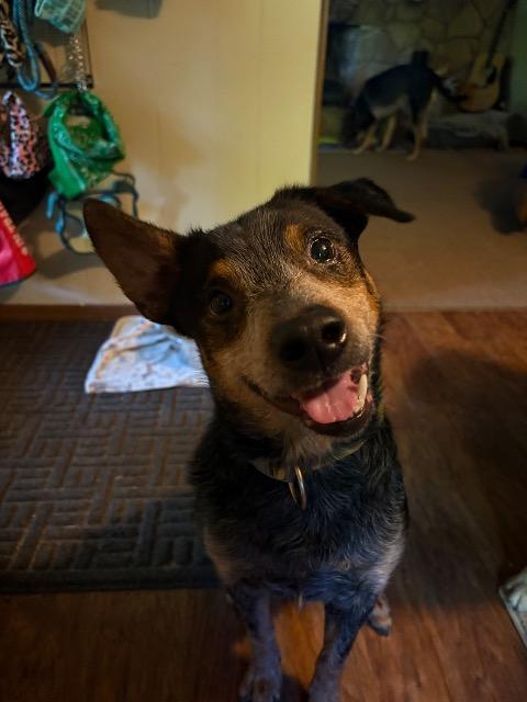 Enlarge WILLOWBEE, a Adoptable Terrier in Wintersville, OH image 6/6